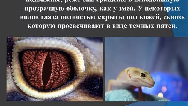 Разнообразие Пресмыкающихся смотреть онлайн