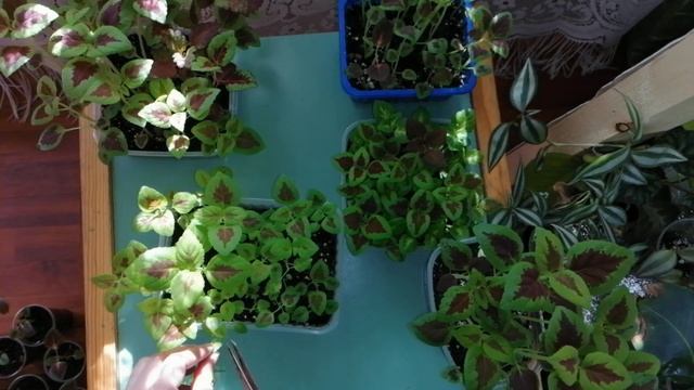 ?Мои комнатные цветы.?Колеусы из семян.?Обрезка, прищипка колеусов.?Апрель 2021.? смотреть онлайн