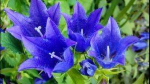 Стихотворение "Колокольчики мои..." Алексей Толстой. Читает Павел Лялин