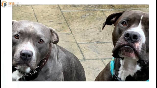 Dad Leaves Girl With 6 Pitbull’s смотреть онлайн