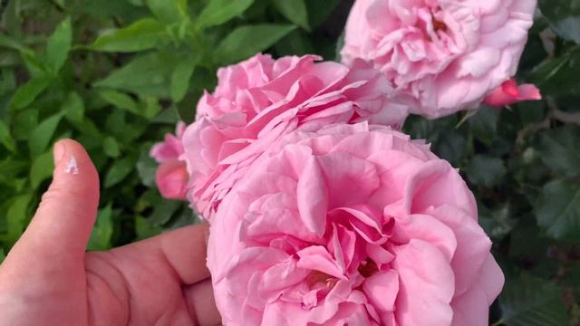 Роза Алоха ( Rose Aloha ) плетистая розовая! г.Киев 2021г. смотреть онлайн