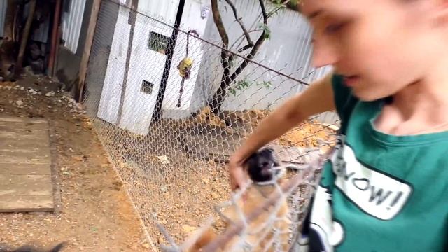 Едем в приют для бездомных животных. Взрослые собаки – знакомство! The Alice Twins #22 смотреть онлайн