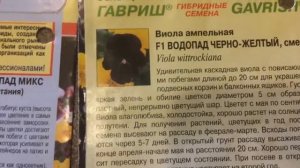 Виола 19.03.18 Развитие ампельной виолы