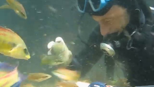 Дайвинг в Орджоникидзе(кормление рыб) смотреть онлайн