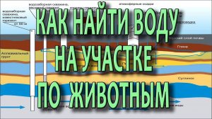Как найти воду на участке для скважины и колодца ч4  Поиск воды с помощью поведения животных