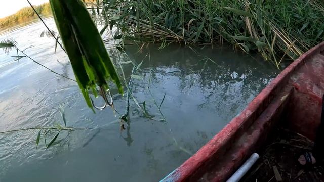 Рыбалка в Дельте Или. Ловим АМУРА  на камыш. Сом , Змееголов