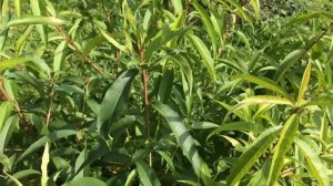 Окончание сезона персиков в Подмосковье