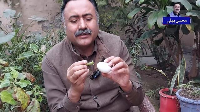 Egg Tree Real or Fake | Plant Tree Growing Real Eggs? смотреть онлайн