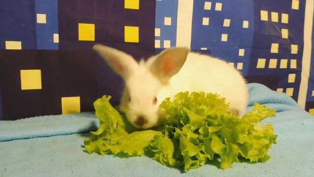 ВСЯ ПРАВДА о содержание кроликов в доме / Воняют ли кролики? Питомник Мари Мистик / Марина Белкина смотреть онлайн