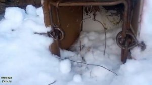 КП-140. Установка проходных капканов на норку, колонка. Собаки поймали бобра .