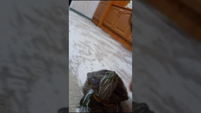 Краснухая Черепаха) смотреть онлайн