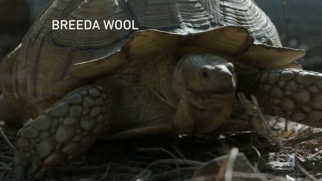 Мистер Мерседес / Mr. Mercedes Opening Titles