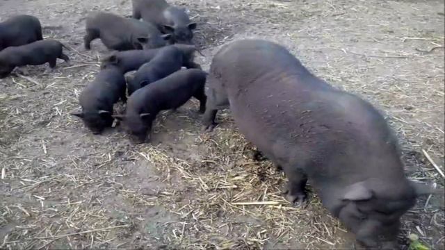 Українська народна Пісня про свиней смотреть онлайн