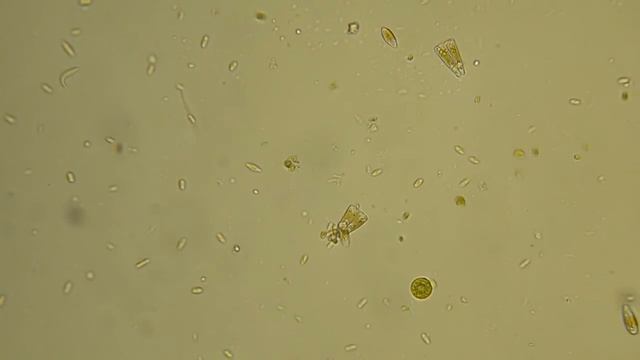 P1120314 Танец диких лебедей смотреть онлайн