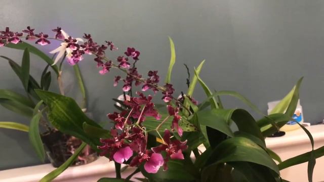 Blooms, scents and other surprises смотреть онлайн