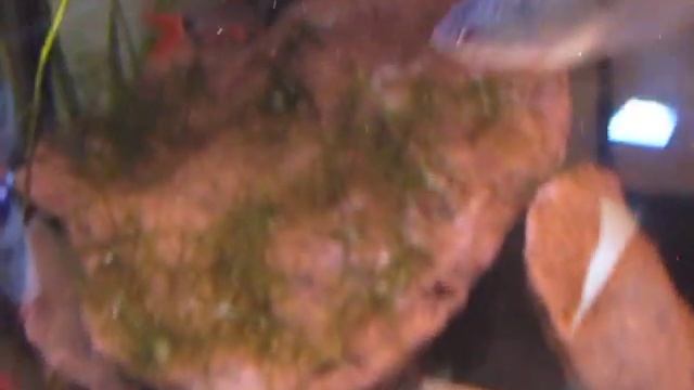 java moss tips смотреть онлайн