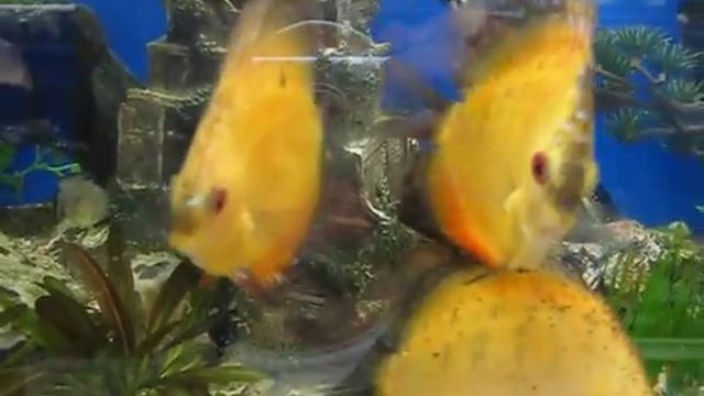 Red Rubin Swords Dolphin Pet Village Jack D Deal Marketing смотреть онлайн