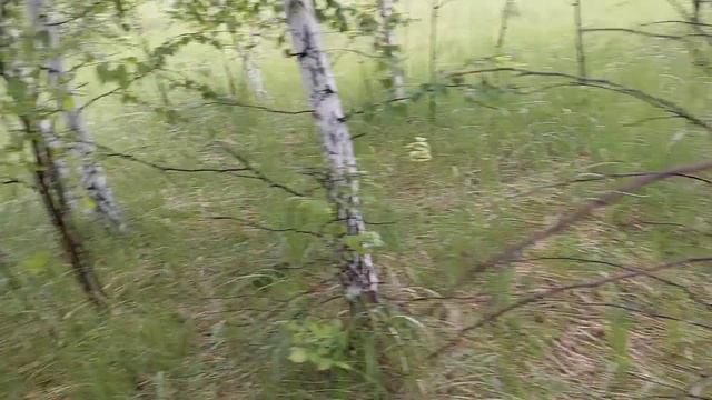 Когда поехал искать рыжики, а нашли: шампиньоны, подберезовики и поплавки. Всем в лес! архив смотреть онлайн