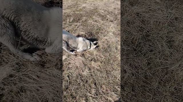 Так мы ловим полевых мышей): смотреть онлайн