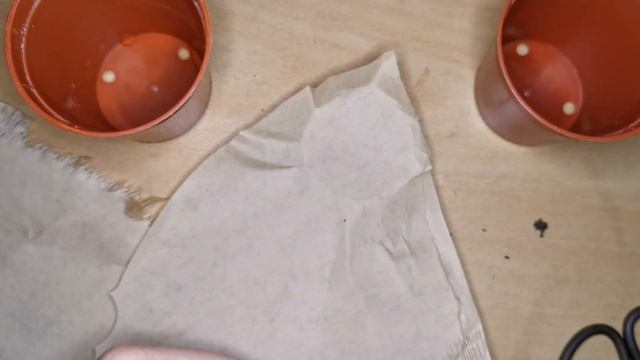 Repotting Astrophytum Asterias Seedlings смотреть онлайн