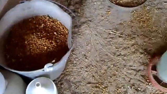 Мускусные утки или индоутки на участке Гном Волга №1 смотреть онлайн