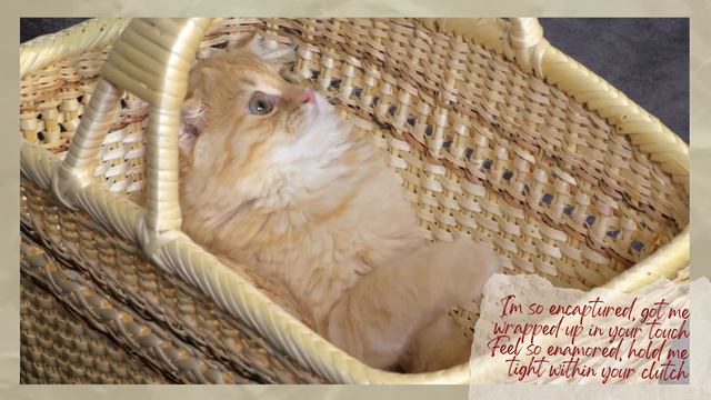 Disclosure - Latch (Lyrics) ft. Cute Cats смотреть онлайн