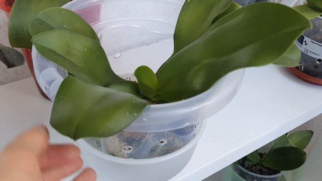 Живой Мох для Орхидей в банке😀Лиодоро нравится мох