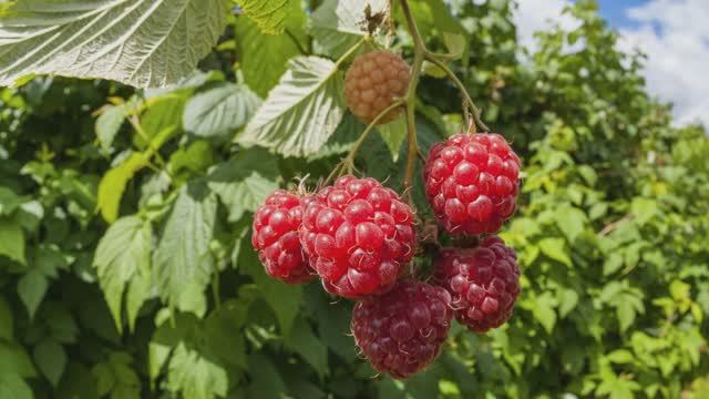 Малина, обрезка и уход. смотреть онлайн