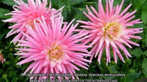 Как выглядят георгины — сорта и виды растения, описание