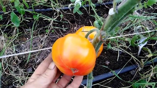 Томат Дедуля желтый (Paw Paw Yellow). смотреть онлайн