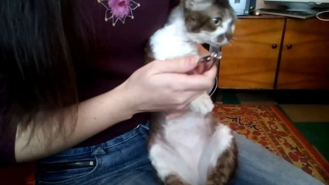 Как обрезать когти коту смотреть онлайн