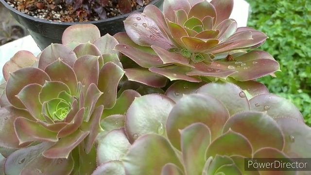 О формировании эониумов-2 смотреть онлайн