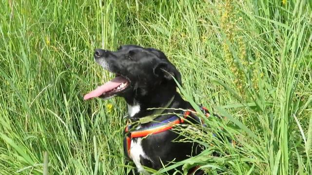 GaGa Animal Care - Ter adoptie - Camelia (geadopteerd) смотреть онлайн