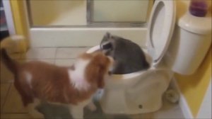 ЕНОТ ШИКАРЕН