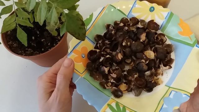 Мыльные орехи Что это? смотреть онлайн