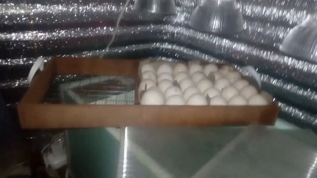 Инкубирование индюшиных яиц. Проветривание. Овоскопирование. Вылуп. Первые дни жизни. смотреть онлайн
