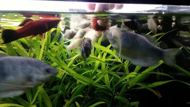 Моллинезии и гурами кушают мотыля 😀 смотреть онлайн