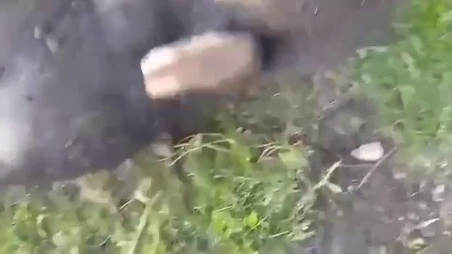 Видео,приколы,юмор,смех смотреть онлайн