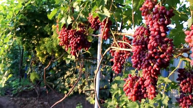 Дубовский розовый 2018г. Нагрузка, треск, окрашивание. смотреть онлайн