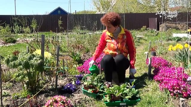 Примулы из магазина прижились! Чудесные голубые примулы смотреть онлайн