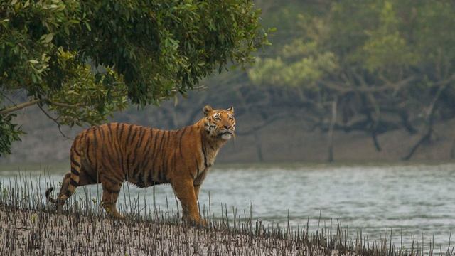 Sundarbans National Park | Wikipedia audio article смотреть онлайн