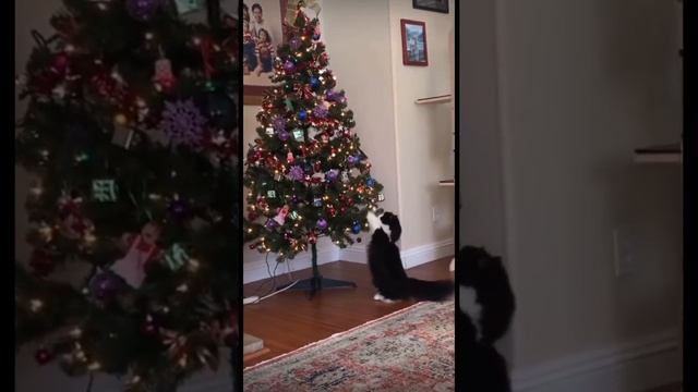 Пёс помощник, помогает мыть пол. смотреть онлайн