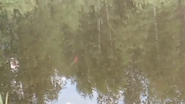 Рефтинское водохранилище . Отчёт о рыбалке 14-15 июня 2021. смотреть онлайн