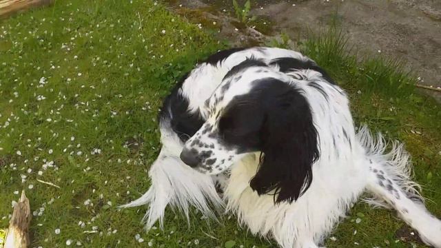 Кильку таки стащил...)))