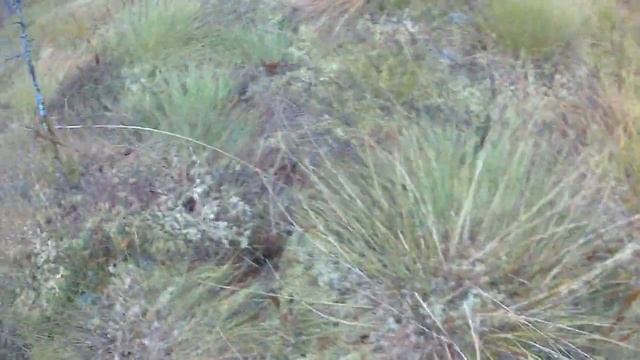 За клюквой!!! смотреть онлайн