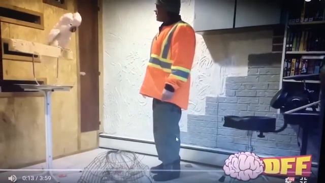 Рабочий сломал клетку попугая и тот ругает его смотреть онлайн