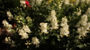 Ясенец белый или Неопалимая Купина. Не надо уничтожать опасную красоту..шикарный многолетник в саду