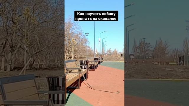как научить собаку прыгать на скакалке как дрессировать собаку #дрессировкасобак смотреть онлайн
