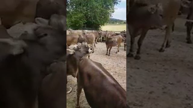 Племенные нетели Бурая Швицкая порода Комолый заграничный скот с доставкой смотреть онлайн