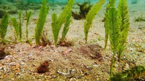 Биология 5 класс (Пасечник) Параграф 14 «Многообразие водорослей»